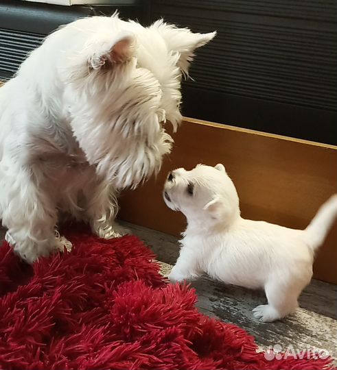 Вест хайленд уайт терьер