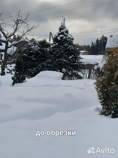 Обрезка плодовых деревьев и хвойных деревьев