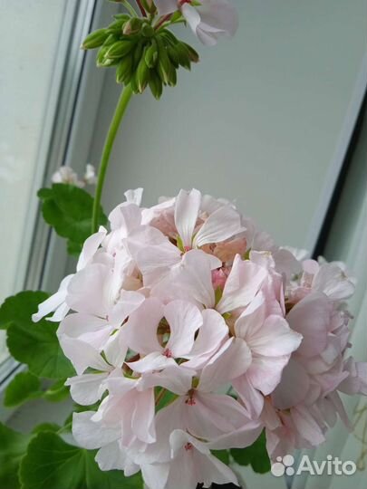 Пеларгония герань, хлорофитум, Алоэ