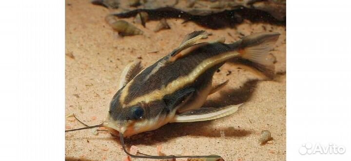 Аквариумные рыбки сомики платидорасы