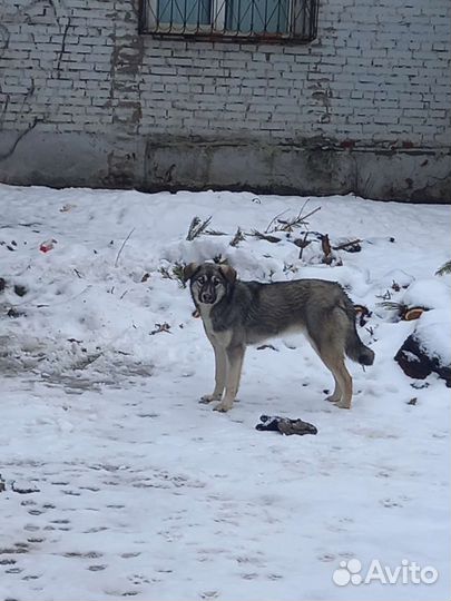 SOS Щенки бесплатно