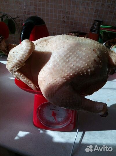 Продам мясо бройлера