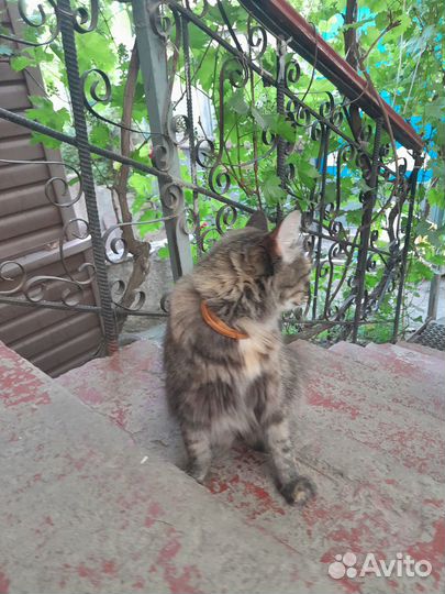 В добрые руки