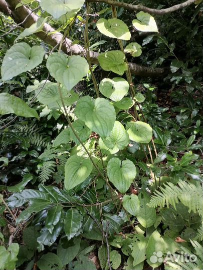 Адамов корень