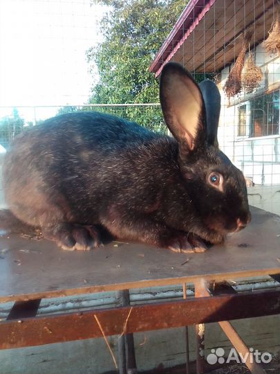 Кролики породы полтавское серебро