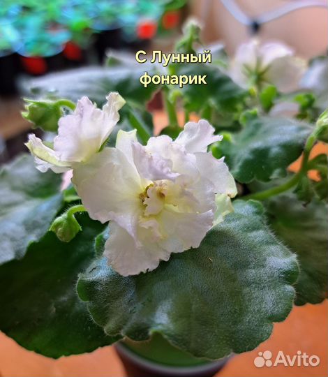 Фиалки сортовые