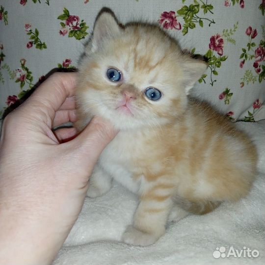 Котята экзоты