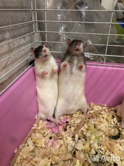 Крысы дамбо бесплатно