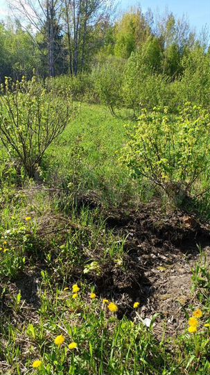 Участок 12,7 сот. (СНТ, ДНП)