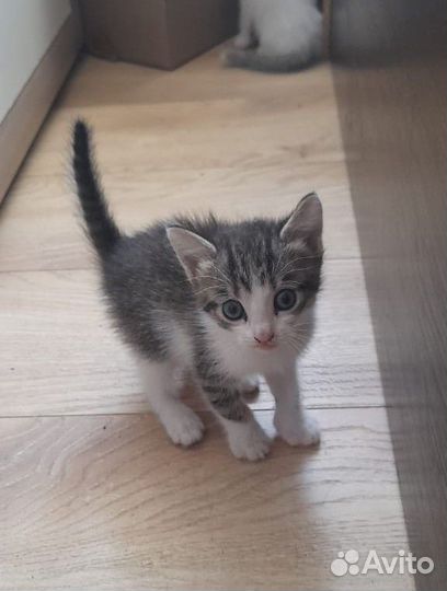 Котята 1,5 месяца