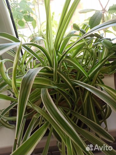 Хлорофитум Кудрявый Бонни и Лаксум