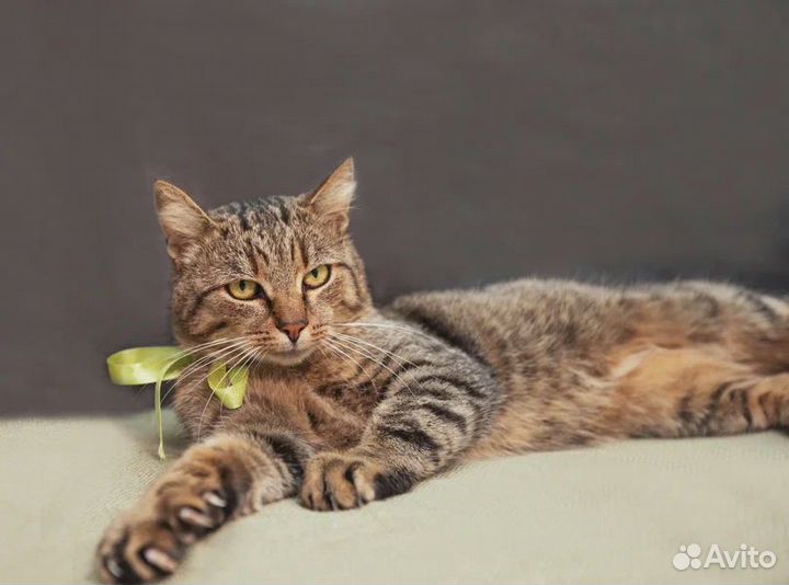 Кот в добрые руки