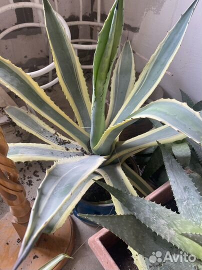 Комнатные растения