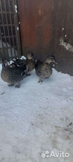 Утки подсадные