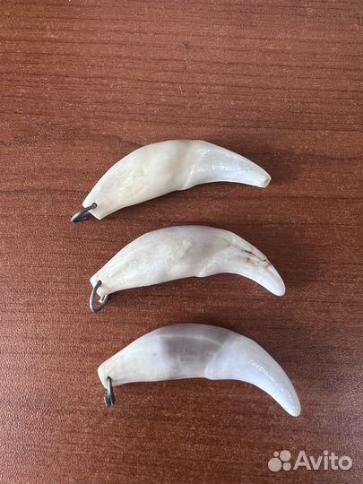 Продам настоящий волчий клык