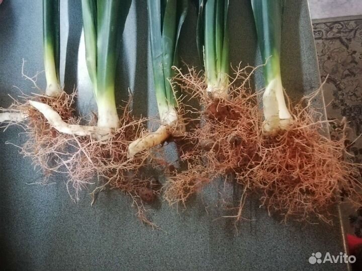 Сансевиерия Блэк тайгер, Black Тiger