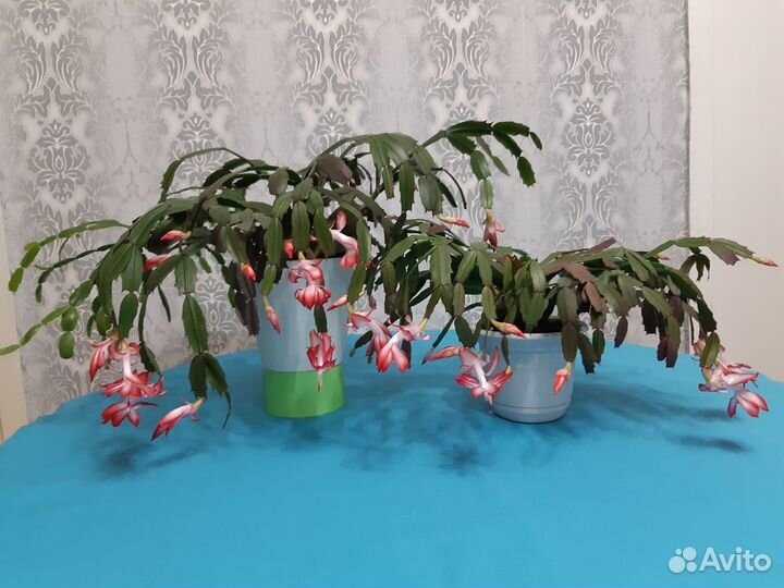 Цветок декабрист