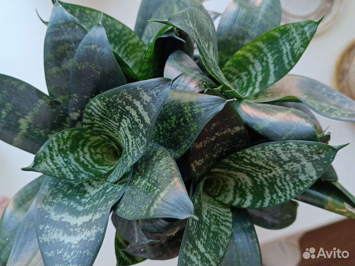 Сансевиерия