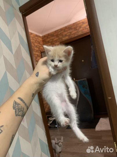 Котят в добрые руки