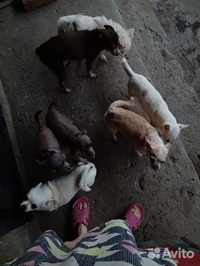 Чихи и тойчики