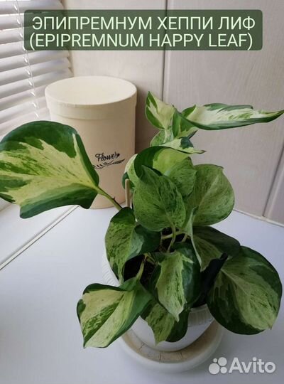 Сциндапсус эпипремнум