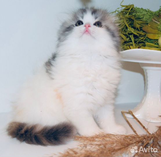 Котята хайленд фолд