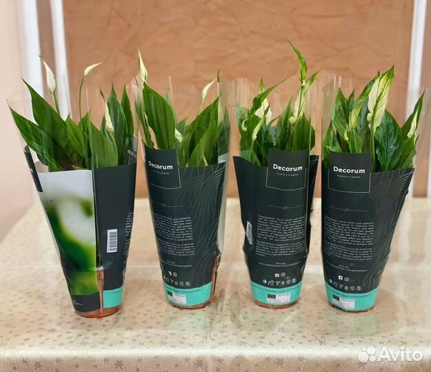 Спатифиллум