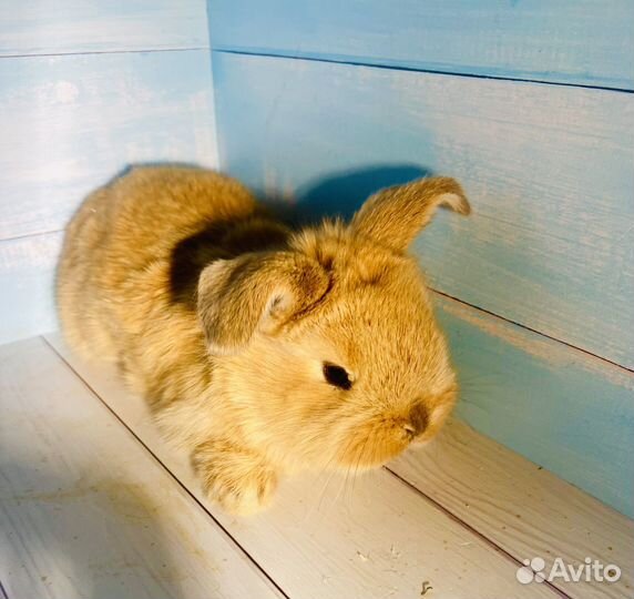 Крольчата мини