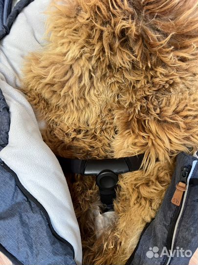 Maxi cosi mura 4 2в1 плюс переходники на авто