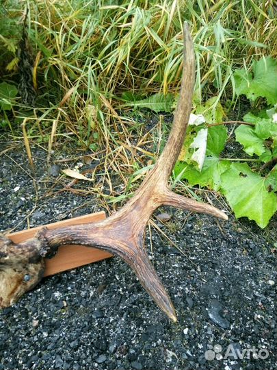 Продам рога лося