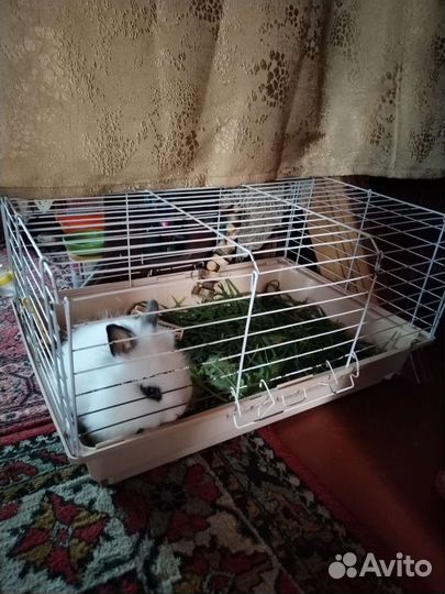 Кролик