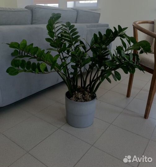 Замиокулькас