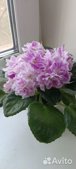 Фиалки коллекционные