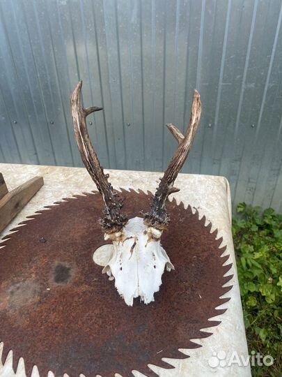 Рога косули