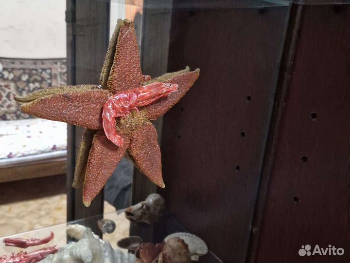 Морские раковины и ракушки, морские звёзды
