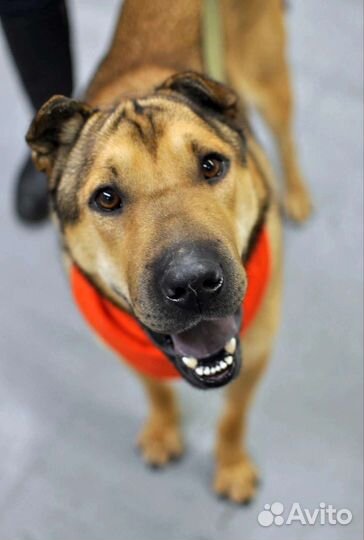 Метис шарпея в добрые руки