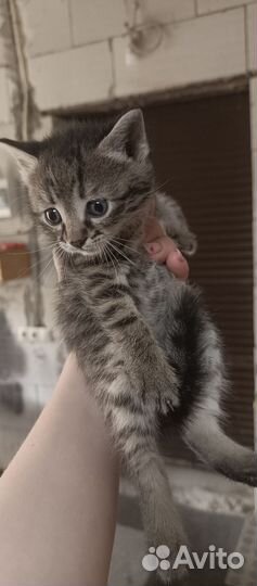 Кошка в дар бесплатно