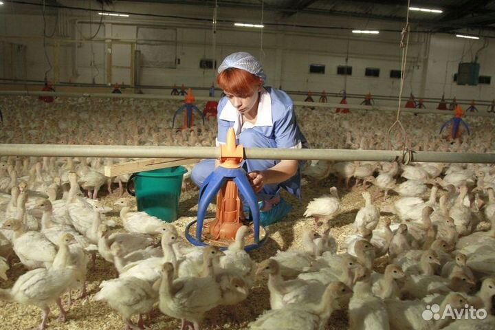 Легкая Вахта в Челябинскорй обл.Оператор-птицевод