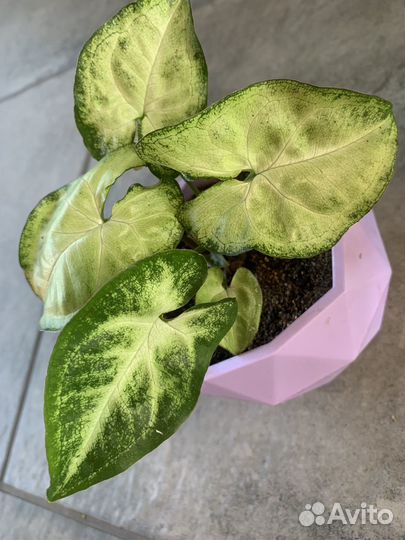 Сингониум 3 сорта