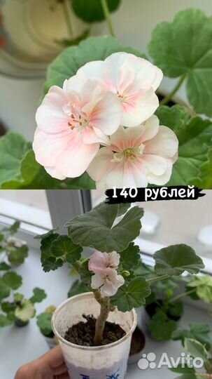 Герань пеларгония