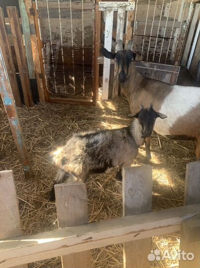 Козочка и козлик 4,5 месяца