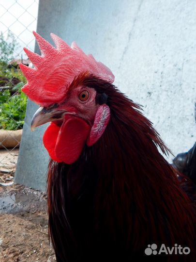 Петухи черные и белые