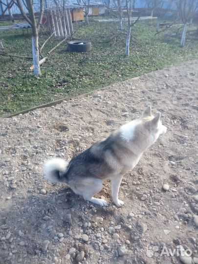 Лайка на случку