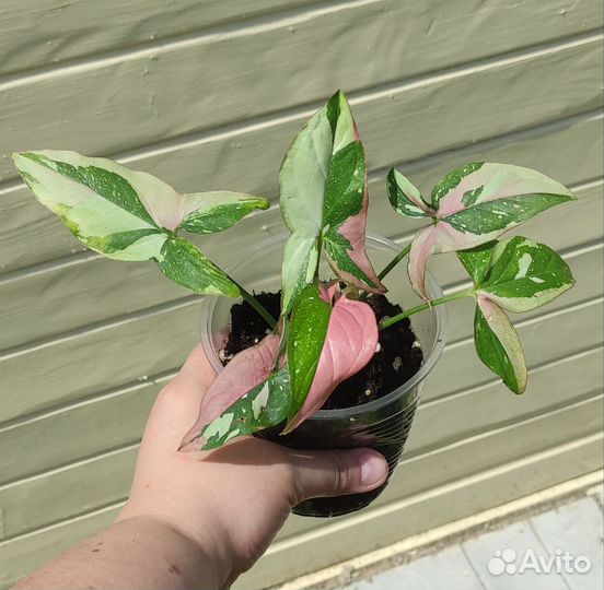 Хойя сингониум церопегия