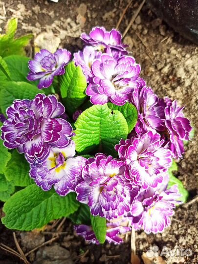 Примула, очиток, горец, клопогон, меум, арункус