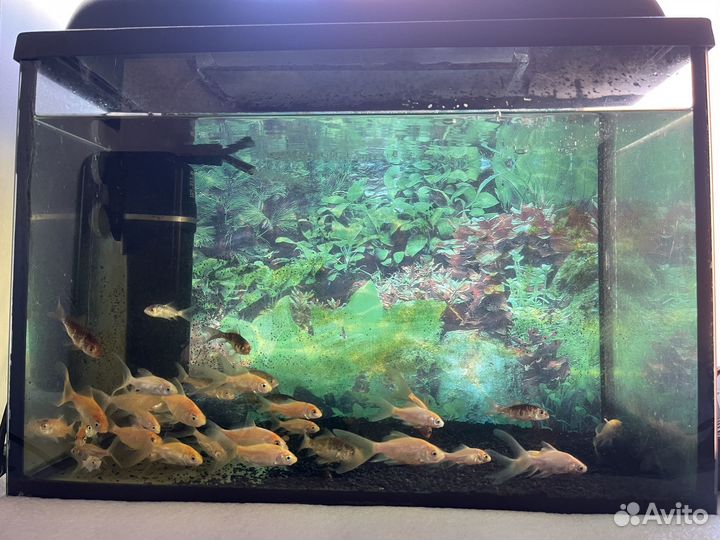 Золотая рыбка комета, кои