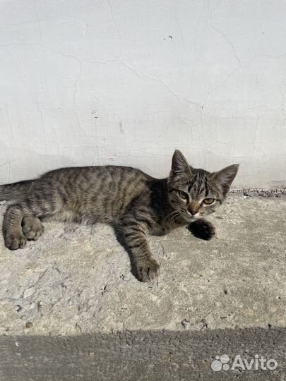 Котенок бесплатно девочка