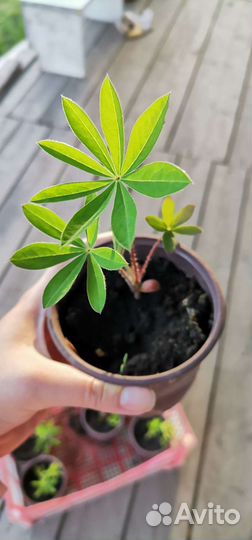 Многолетние цветы