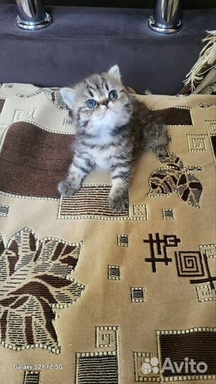 Шотландская