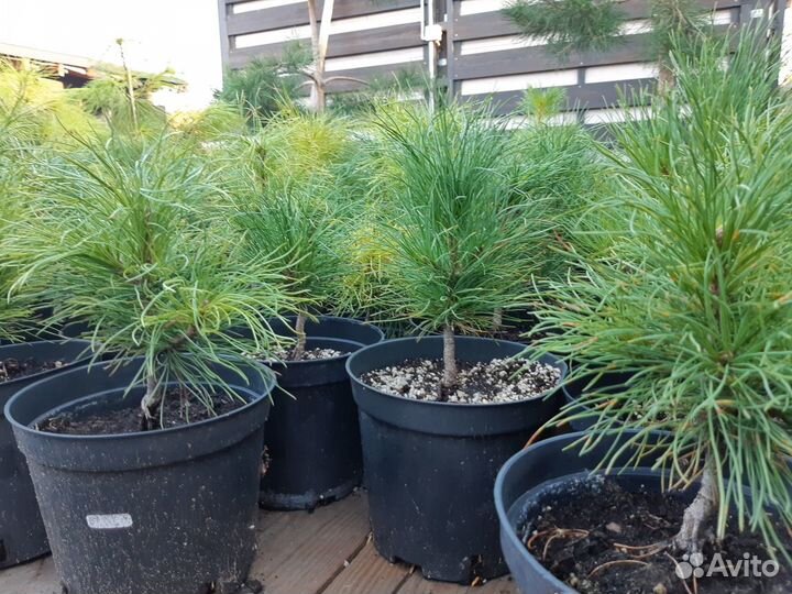 Саженцы сосны чёрной